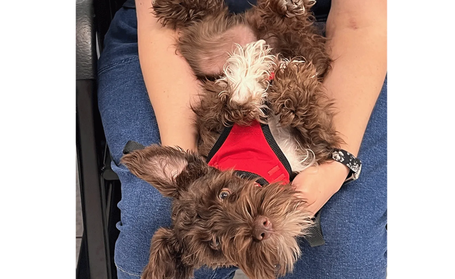 Small dog upside down in their owner lap Small dog upside down in their owner lap