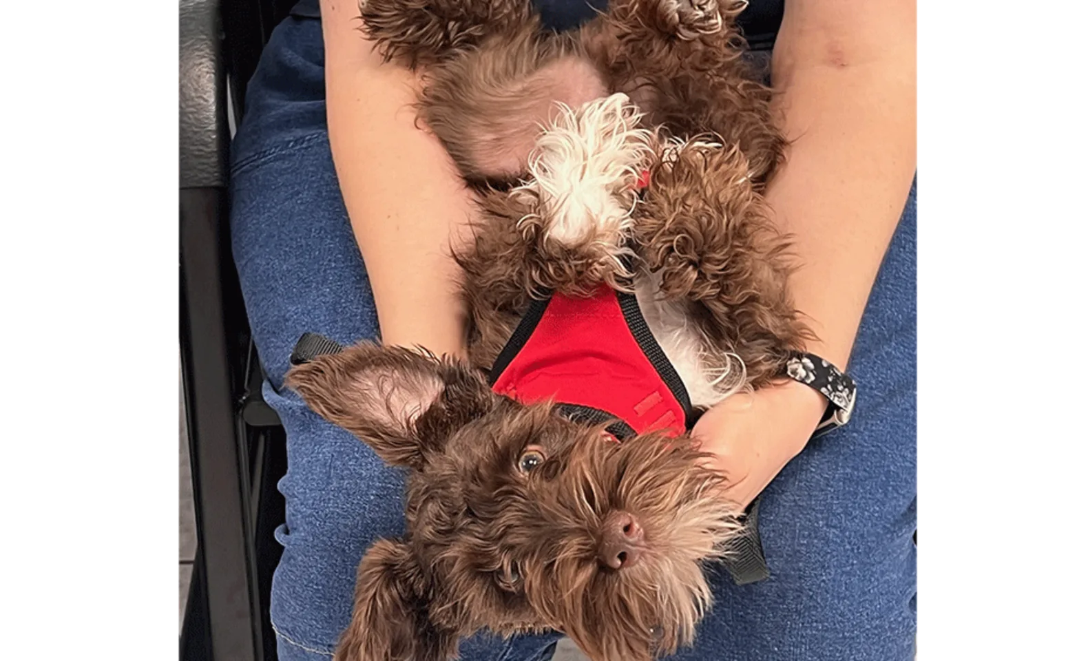 Small dog upside down in their owner lap