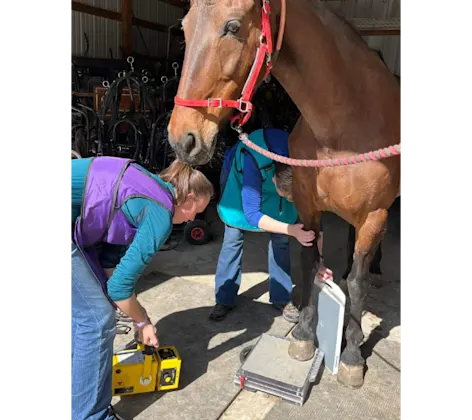 A veterinary professional performing a digital radiograph on a brown horse A veterinary professional performing a digital radiograph on a brown horse