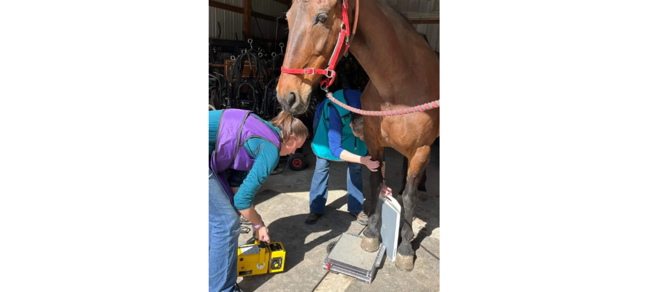 A veterinary professional performing a digital radiograph on a brown horse