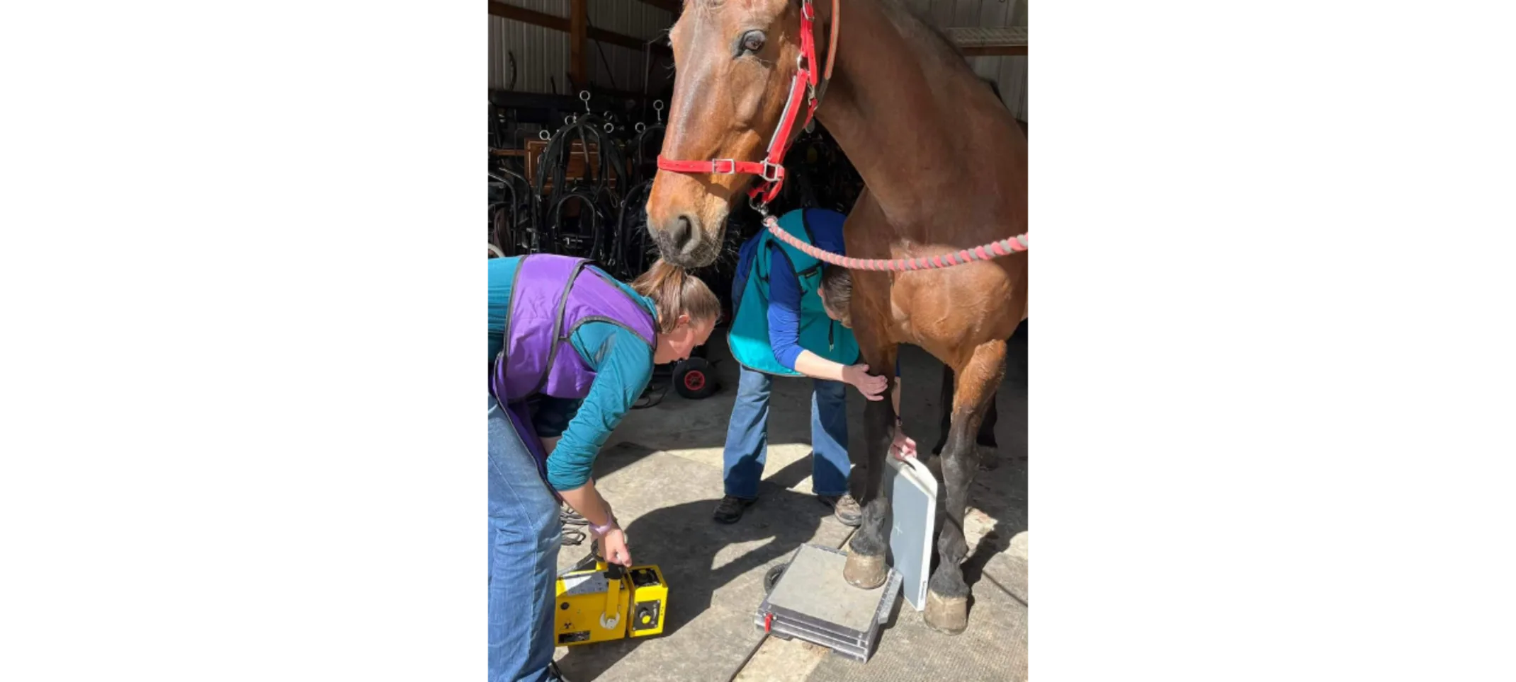 A veterinary professional performing a digital radiograph on a brown horse A veterinary professional performing a digital radiograph on a brown horse