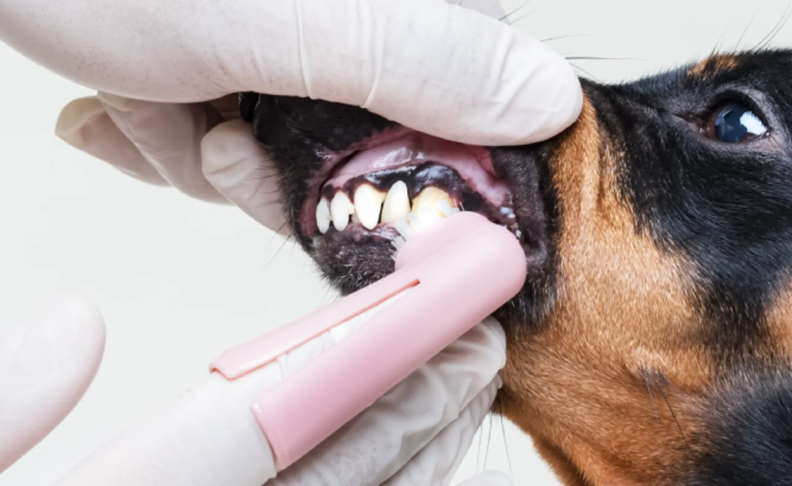 Dog getting teeth checked 