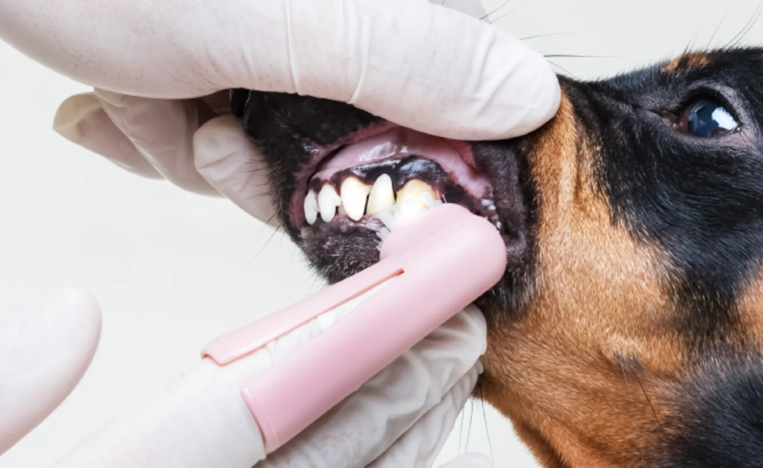 Dog getting teeth checked Dog getting teeth checked