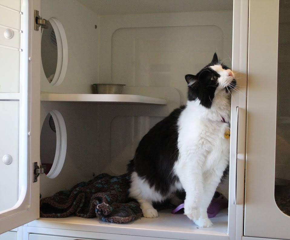 Black & White Cat Leaning Against Wall at Sunrise Pet Lodge