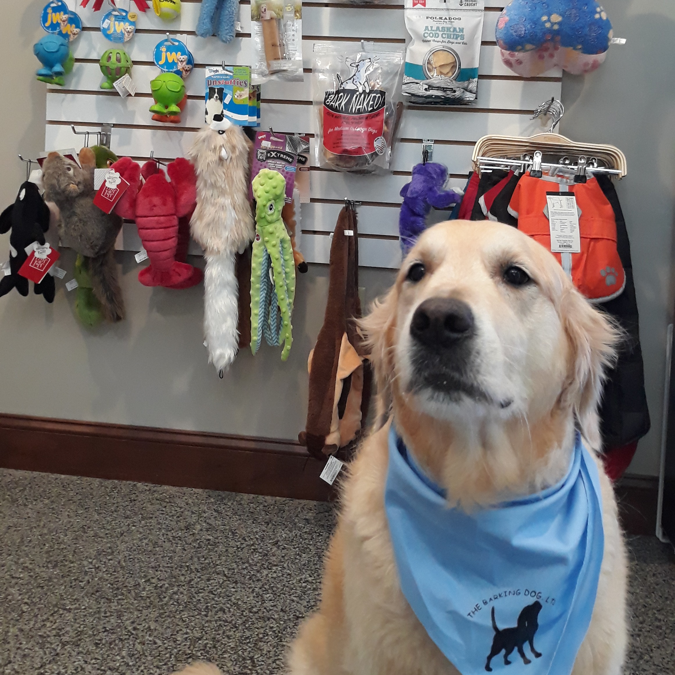 Dog in front of retail display