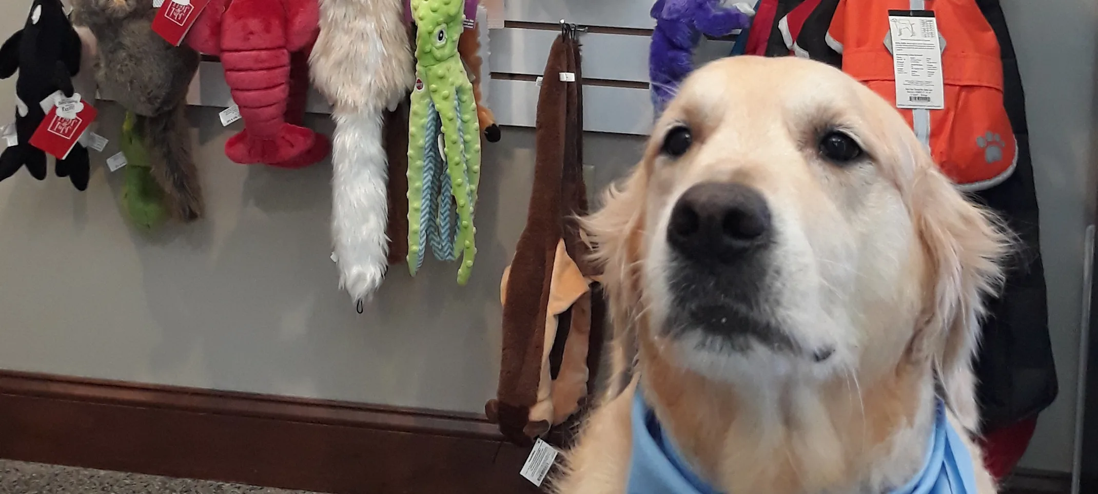 Dog in front of retail display Dog in front of retail display