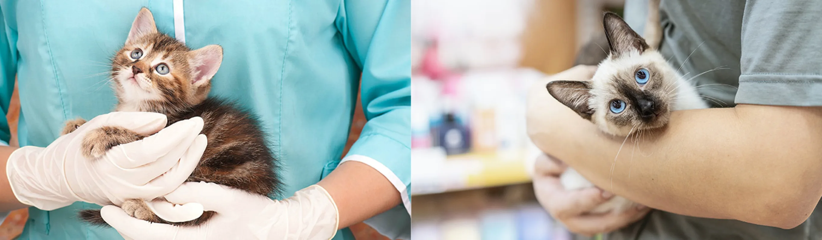 Two images of a person holding a cat Two images of a person holding a cat