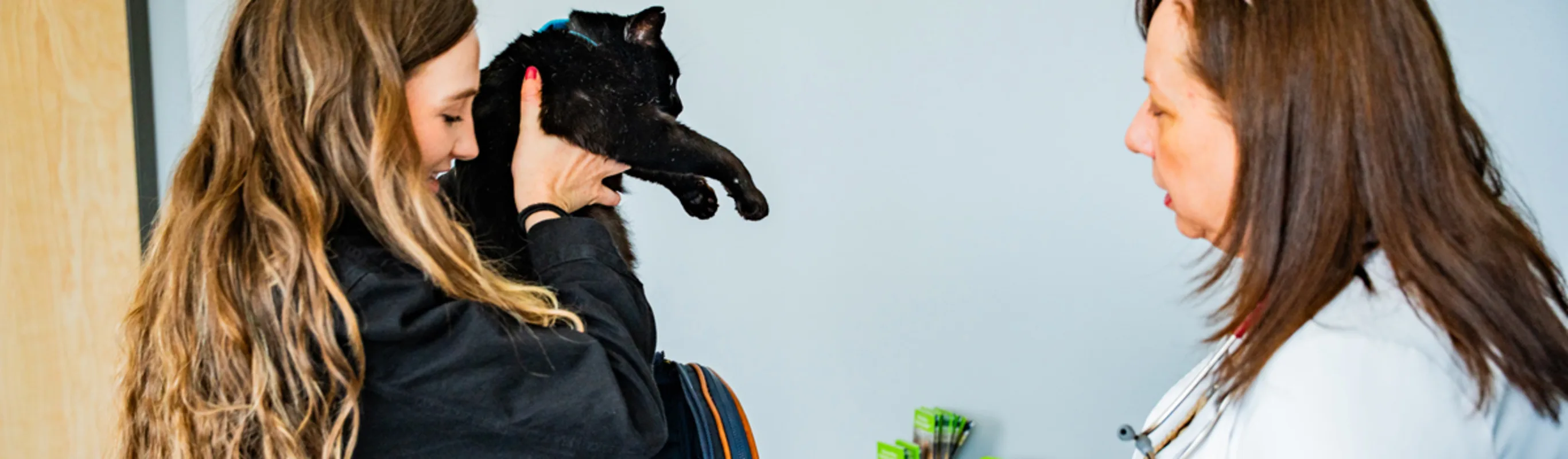 Pet parent taking cat out of carrier for vet to examine Pet parent taking cat out of carrier for vet to examine