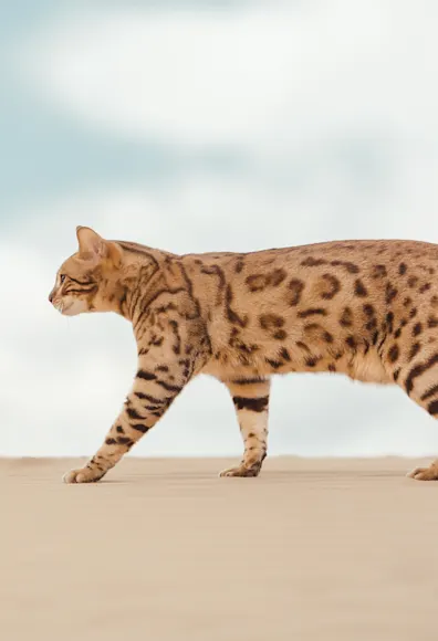 Cat Cat