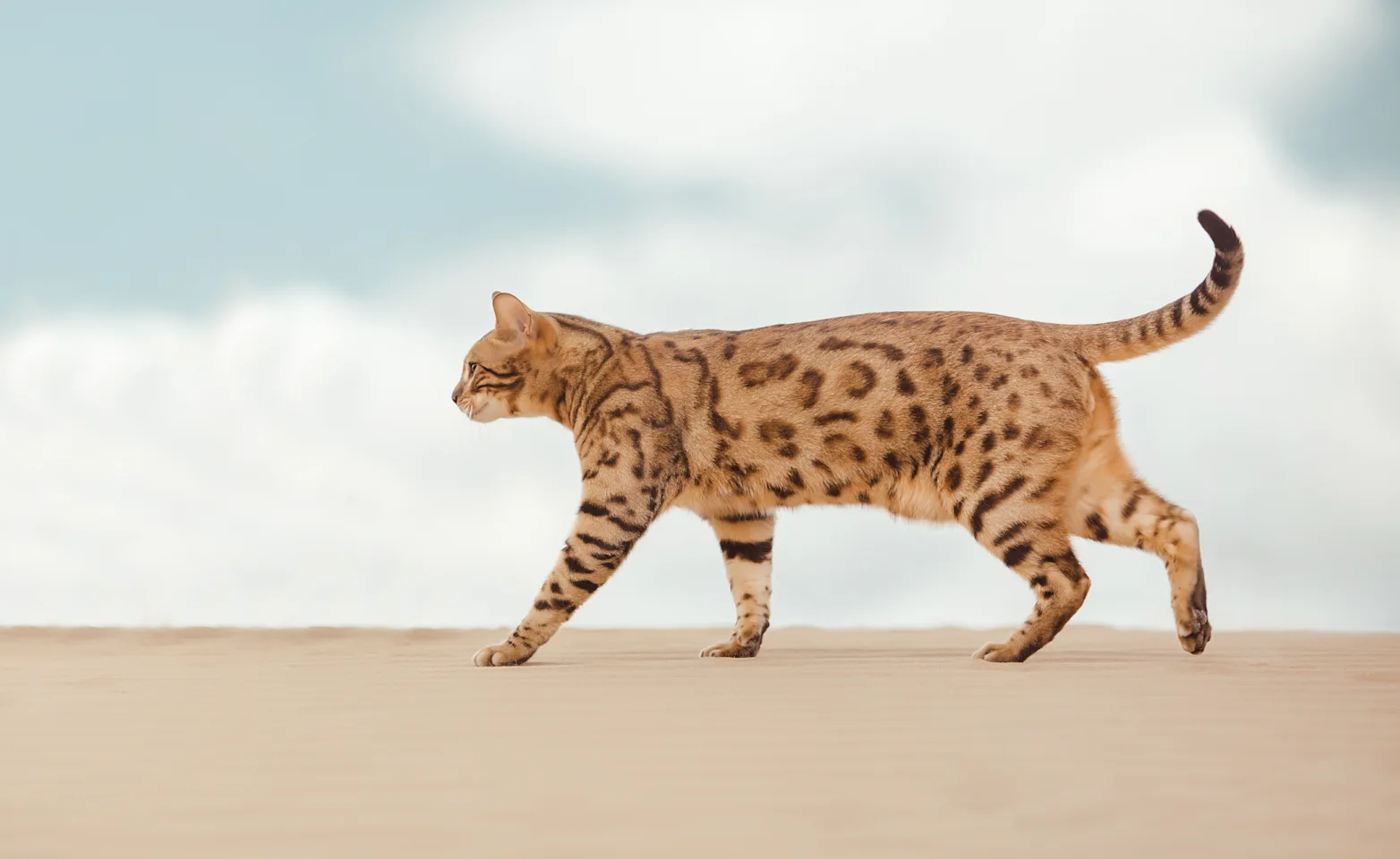Cat Cat