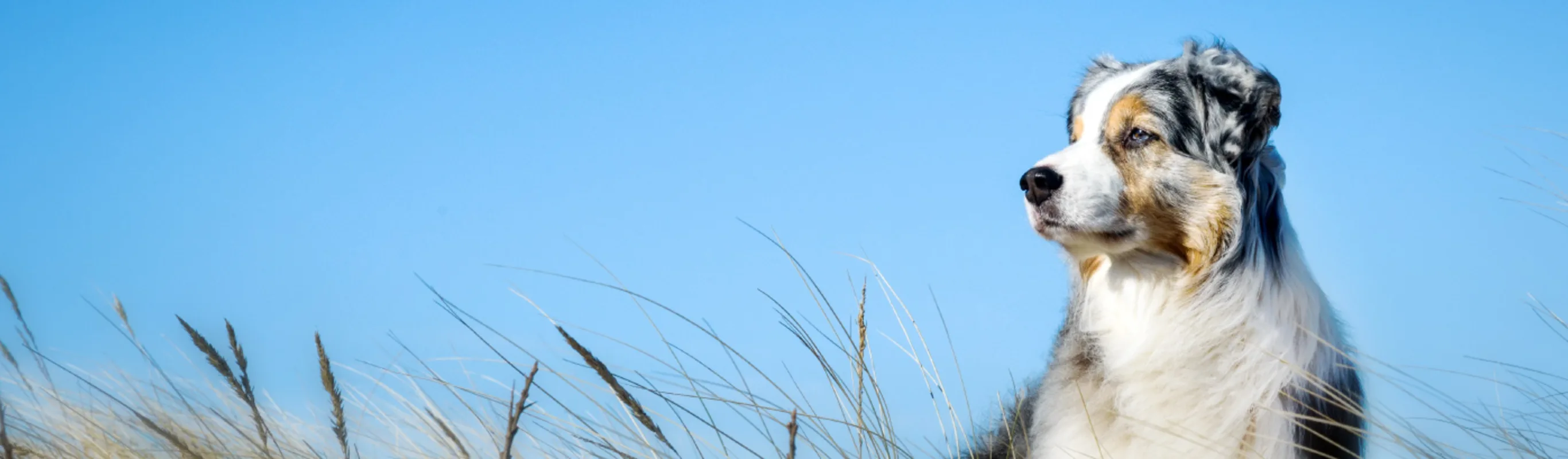 Calico colored dog against a blue sky backdrop and blades of tall grass