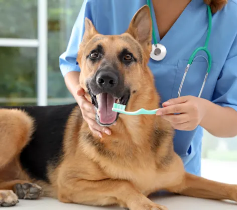 German Shephard getting his / her teeth brushed by a female Veterinarian. German Shephard getting his / her teeth brushed by a female Veterinarian.