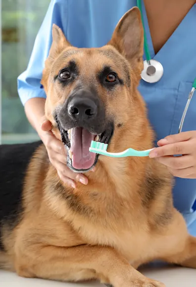 German Shephard getting his / her teeth brushed by a female Veterinarian. 