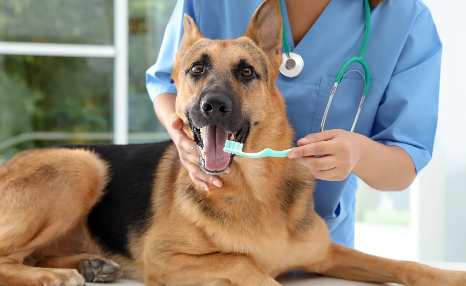 German Shephard getting his / her teeth brushed by a female Veterinarian. German Shephard getting his / her teeth brushed by a female Veterinarian.