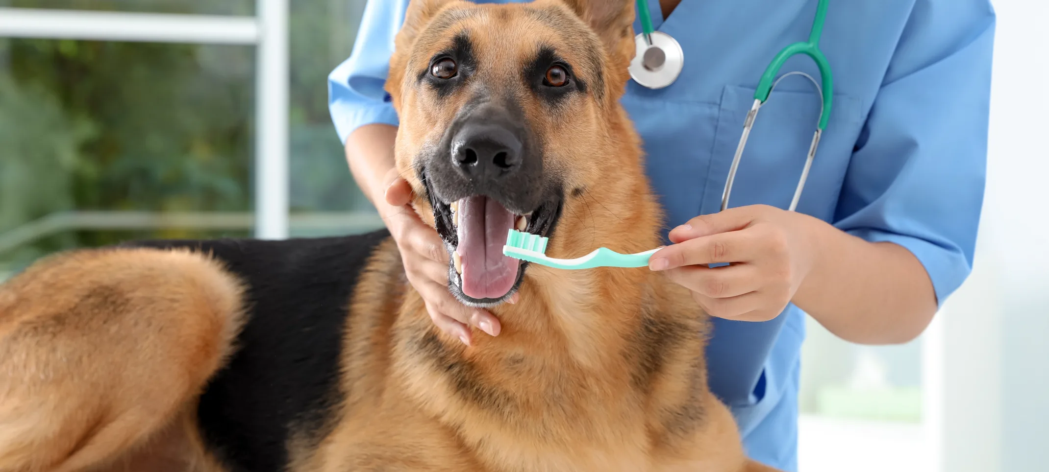 German Shephard getting his / her teeth brushed by a female Veterinarian. 