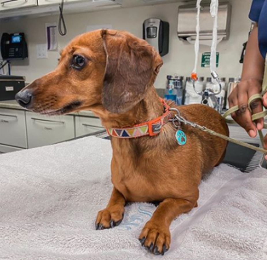 Weiner dog laying on exam table