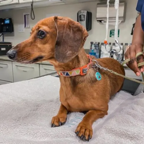 Weiner dog laying on exam table