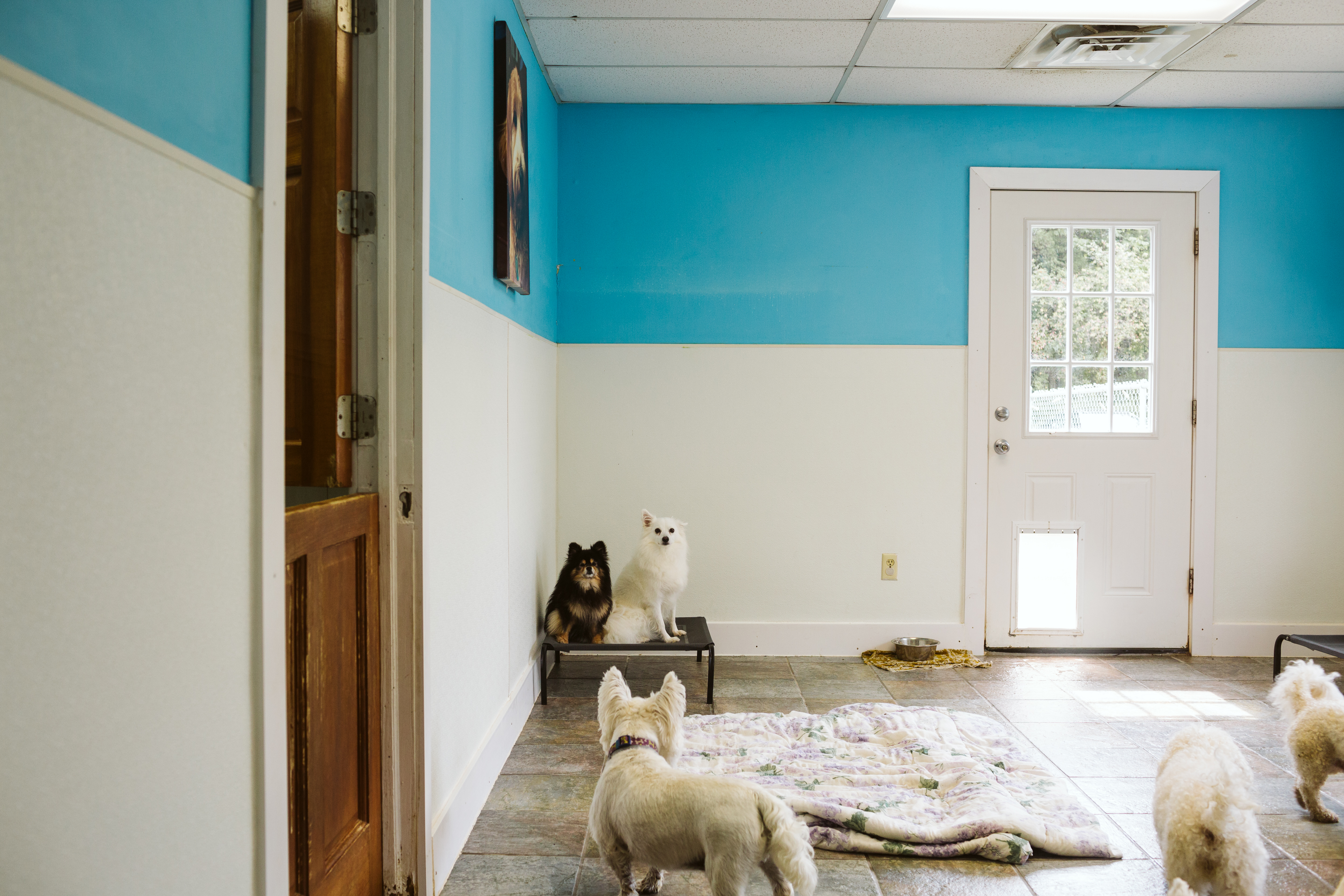 The Pet Spa & Resort Indoor Daycare. A bunch of dogs hanging out in their Indoor Daycare where there's a white big blanket.