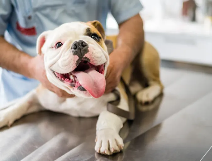 Dog in clinic