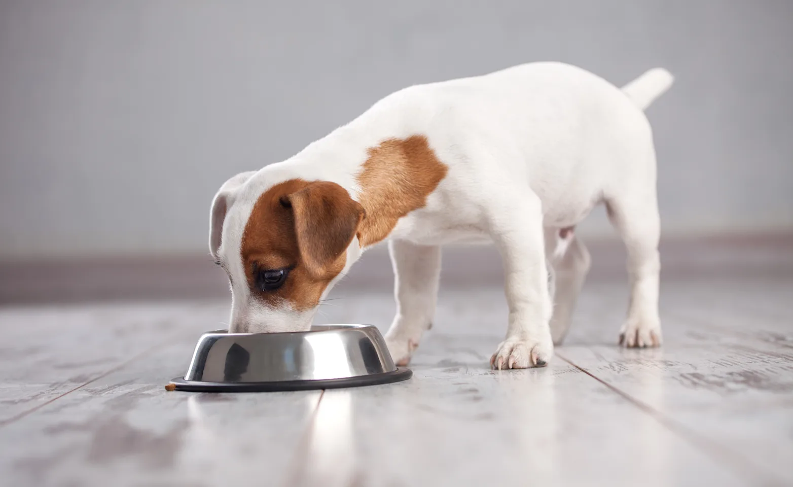 a puppy eating out of its dog bowl a puppy eating out of its dog bowl