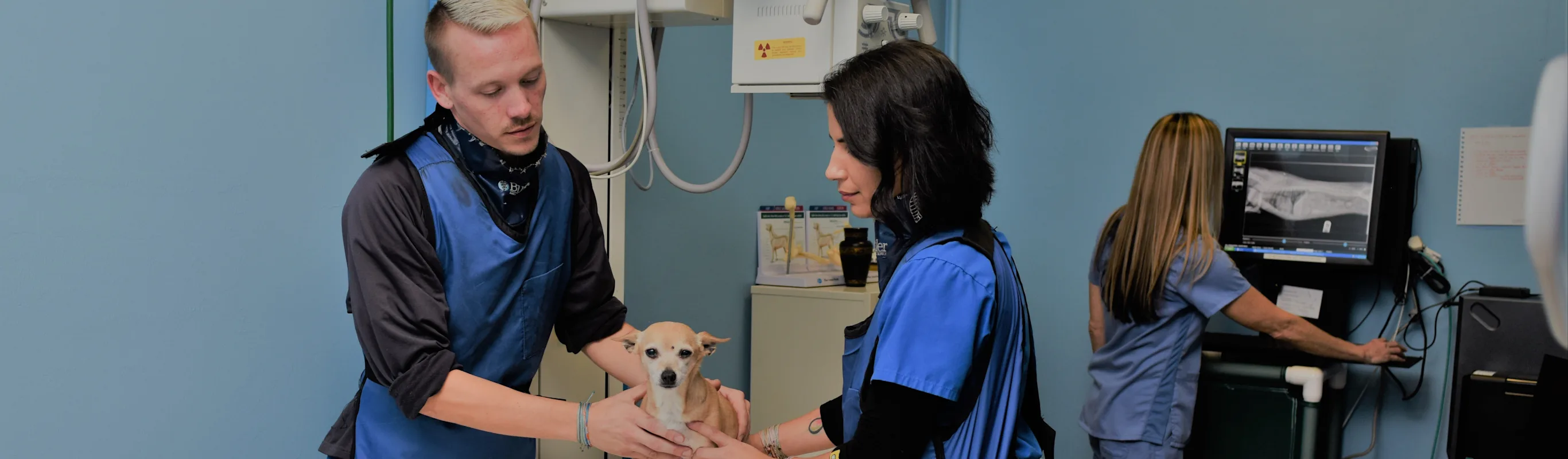 Three doctors treat a dog Three doctors treat a dog