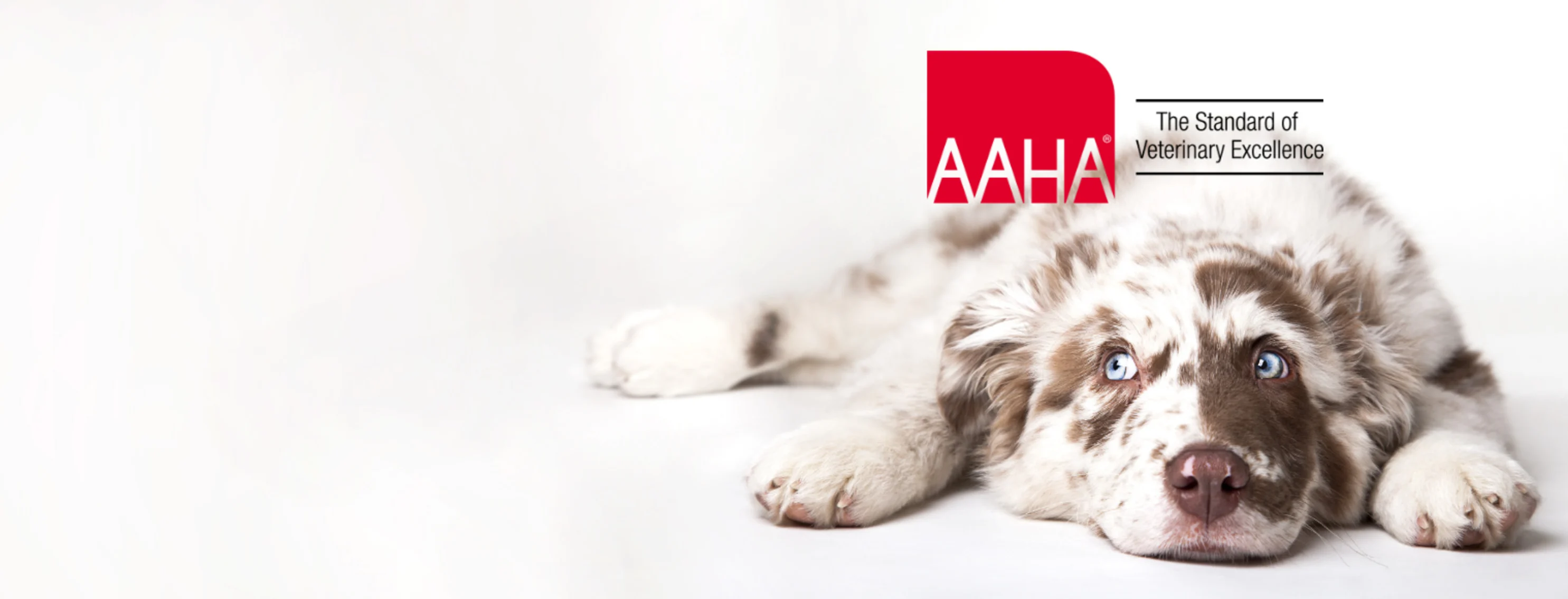 An image of a dog looking to the left with the AAHA logo An image of a dog looking to the left with the AAHA logo