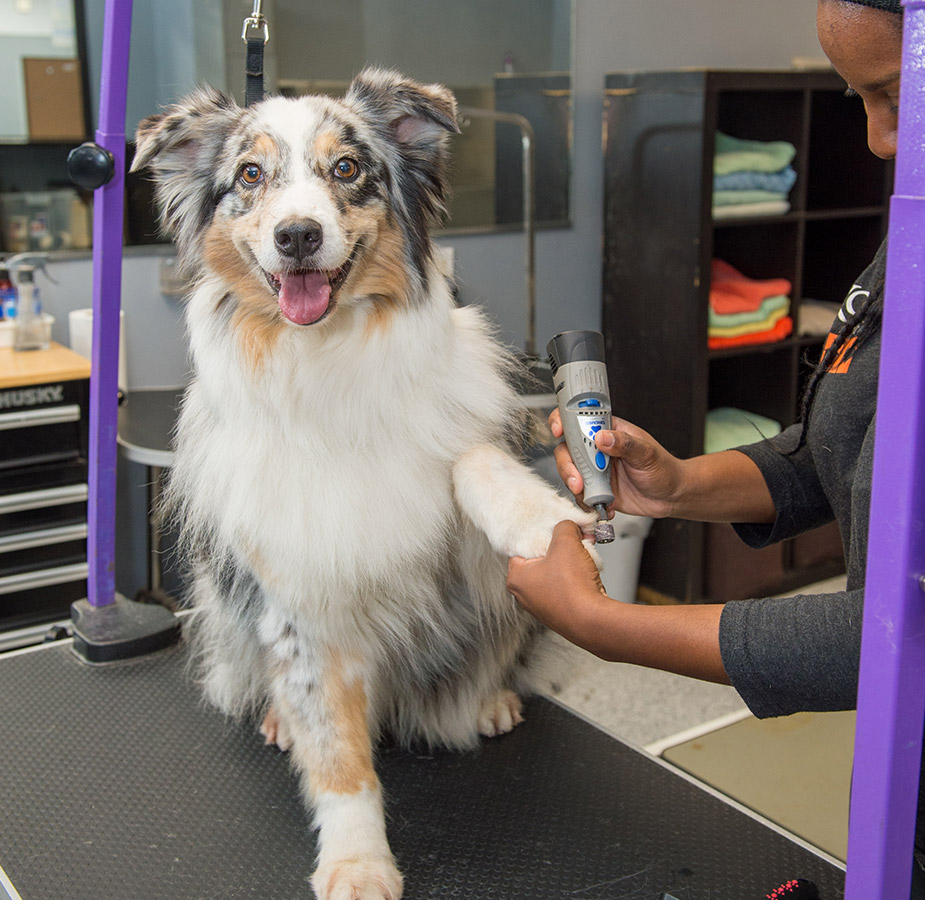 Dog having nails trimmed