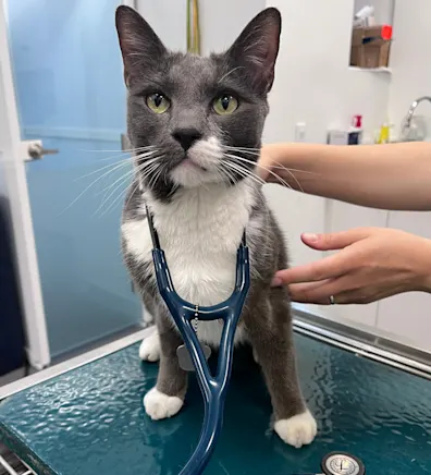 Maggie the cat staff photo from Riverside Animal Hospital South Maggie the cat staff photo from Riverside Animal Hospital South