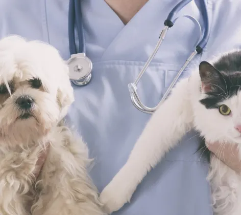 Veterinarian holding a dog and a cat