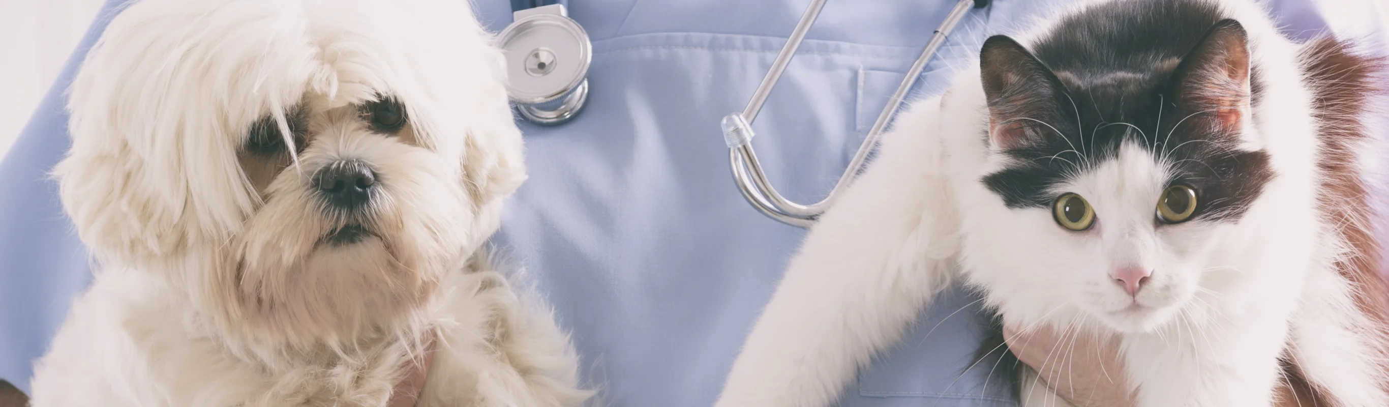 Veterinarian holding a dog and a cat