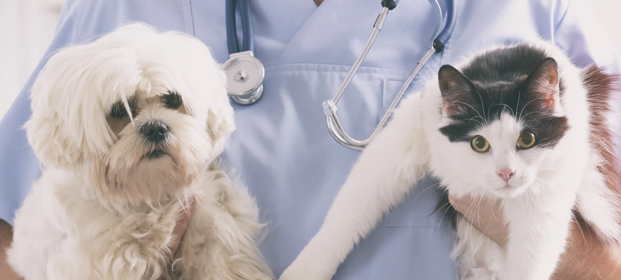 Veterinarian holding a dog and a cat Veterinarian holding a dog and a cat
