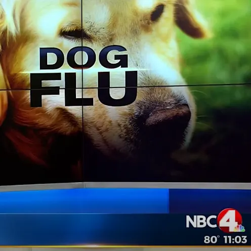 Dog walking towards the camera