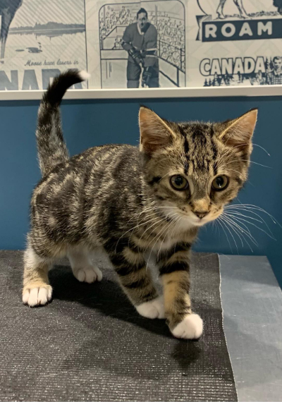 Brindle Cat Standing On A Table