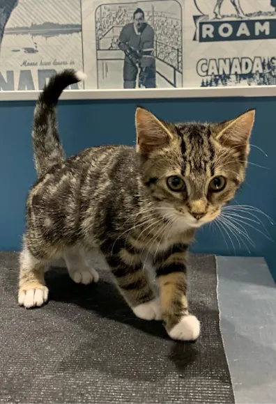 Brindle Cat Standing On A Table Brindle Cat Standing On A Table