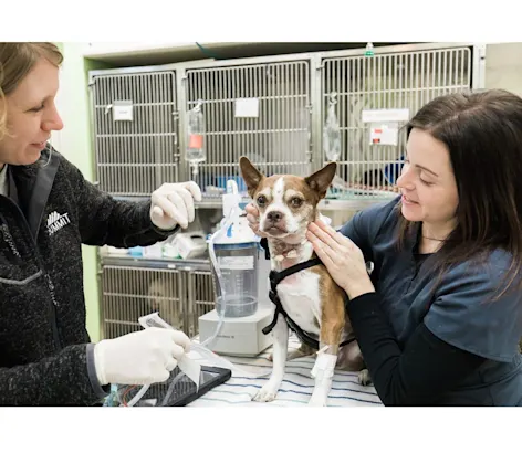 2 doctors tending to a dog 2 doctors tending to a dog
