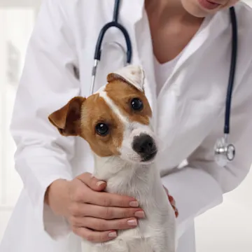 Veterinarian petting a dog with tilting head Veterinarian petting a dog with tilting head