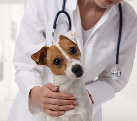 Veterinarian petting a dog with tilting head Veterinarian petting a dog with tilting head