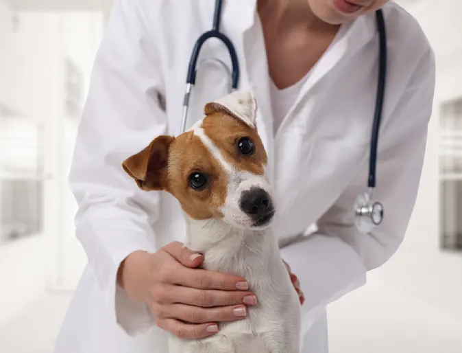 Veterinarian petting a dog with tilting head Veterinarian petting a dog with tilting head