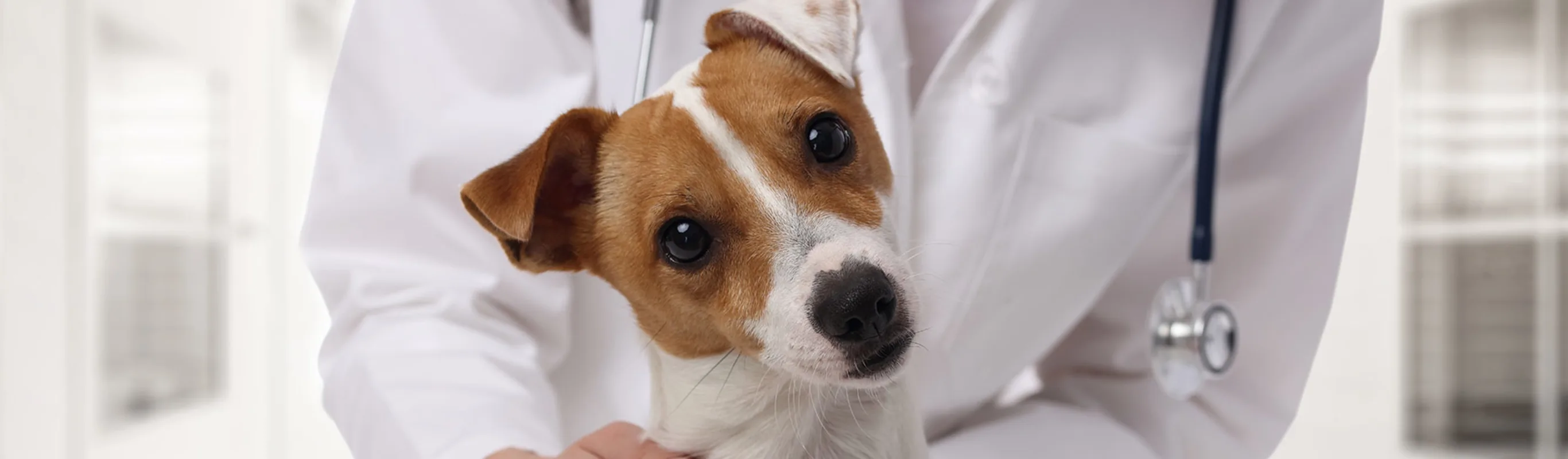 Veterinarian petting a dog with tilting head Veterinarian petting a dog with tilting head