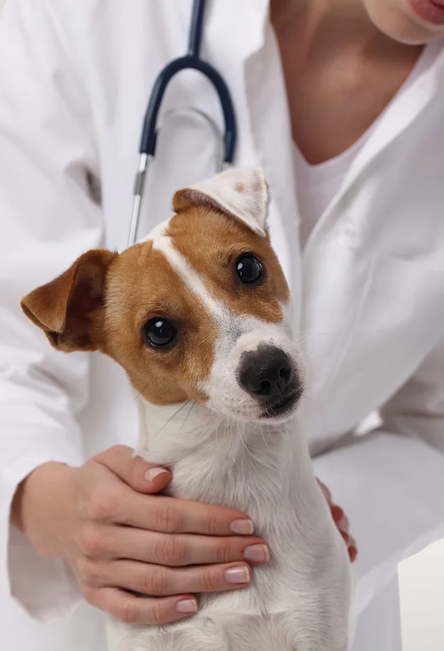 Veterinarian petting a dog with tilting head Veterinarian petting a dog with tilting head