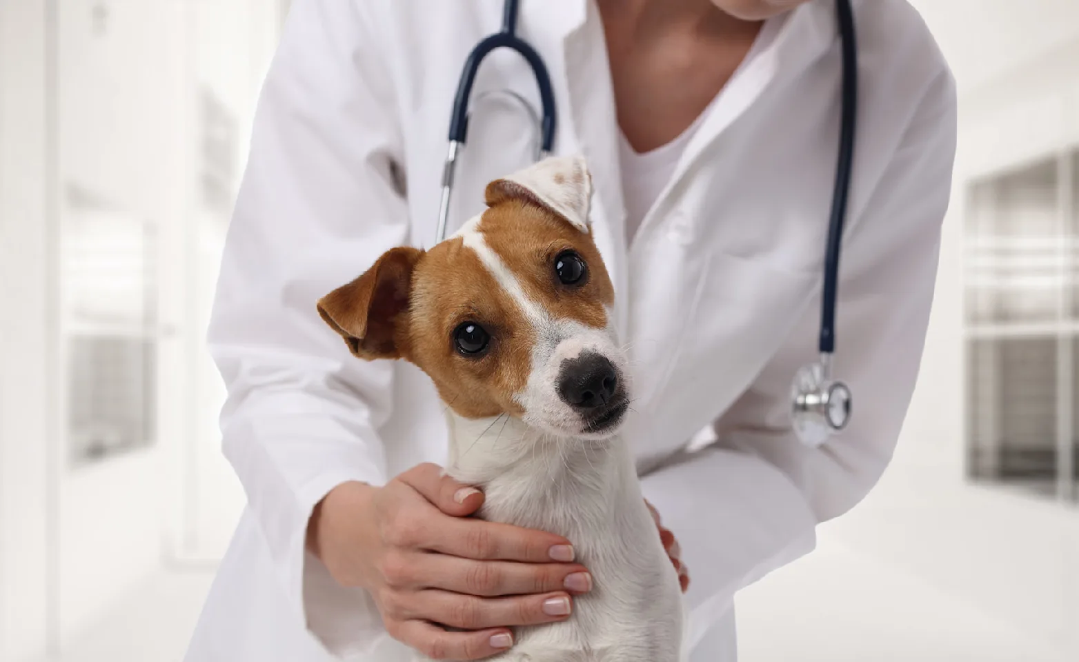 Veterinarian petting a dog with tilting head Veterinarian petting a dog with tilting head