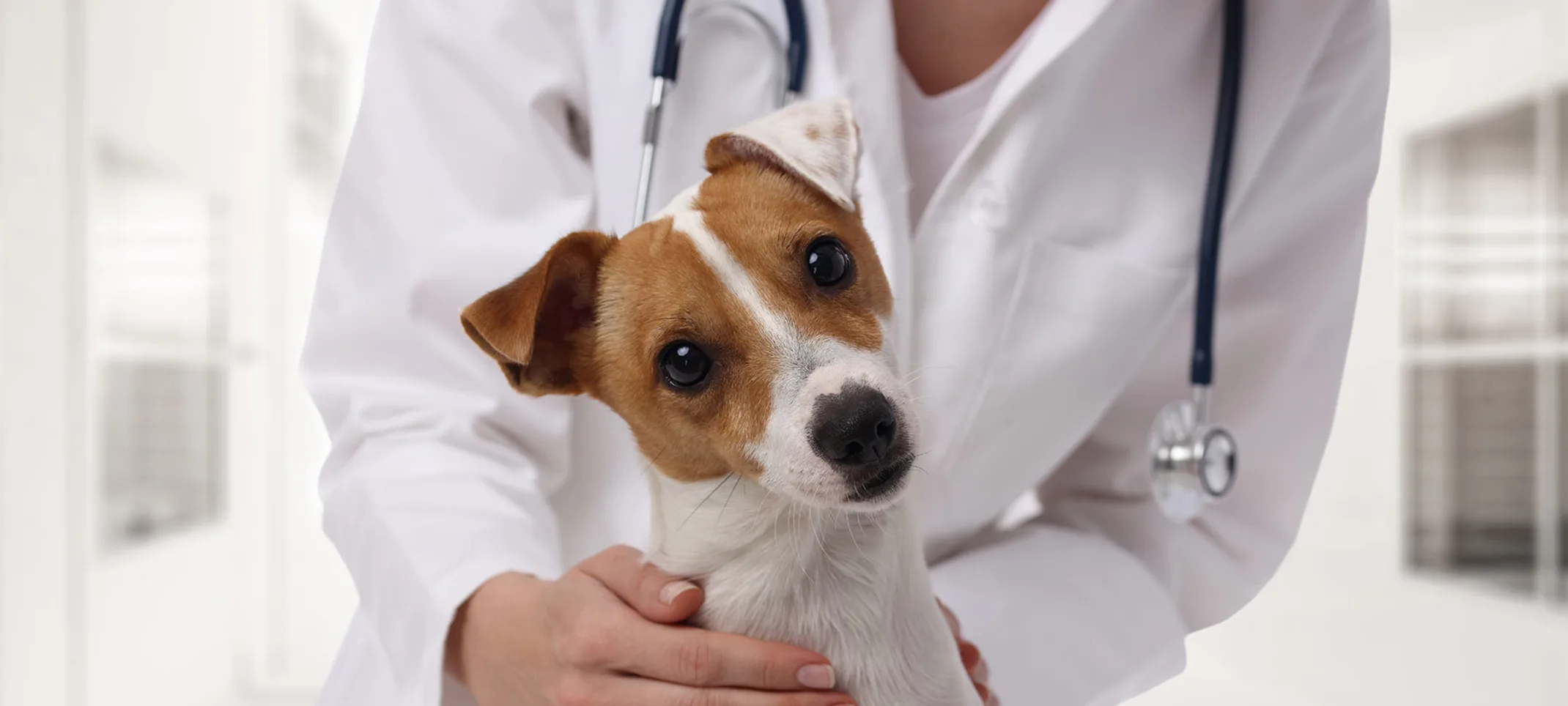 Veterinarian petting a dog with tilting head Veterinarian petting a dog with tilting head