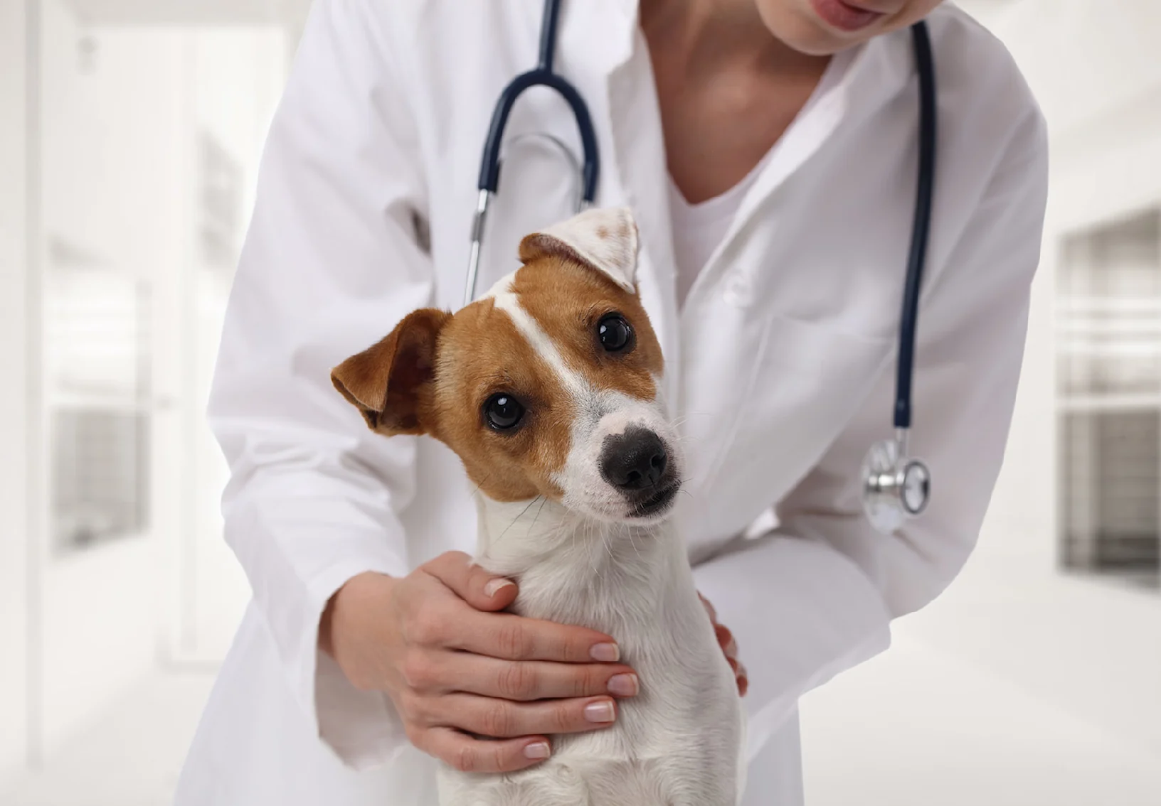 Veterinarian petting a dog with tilting head