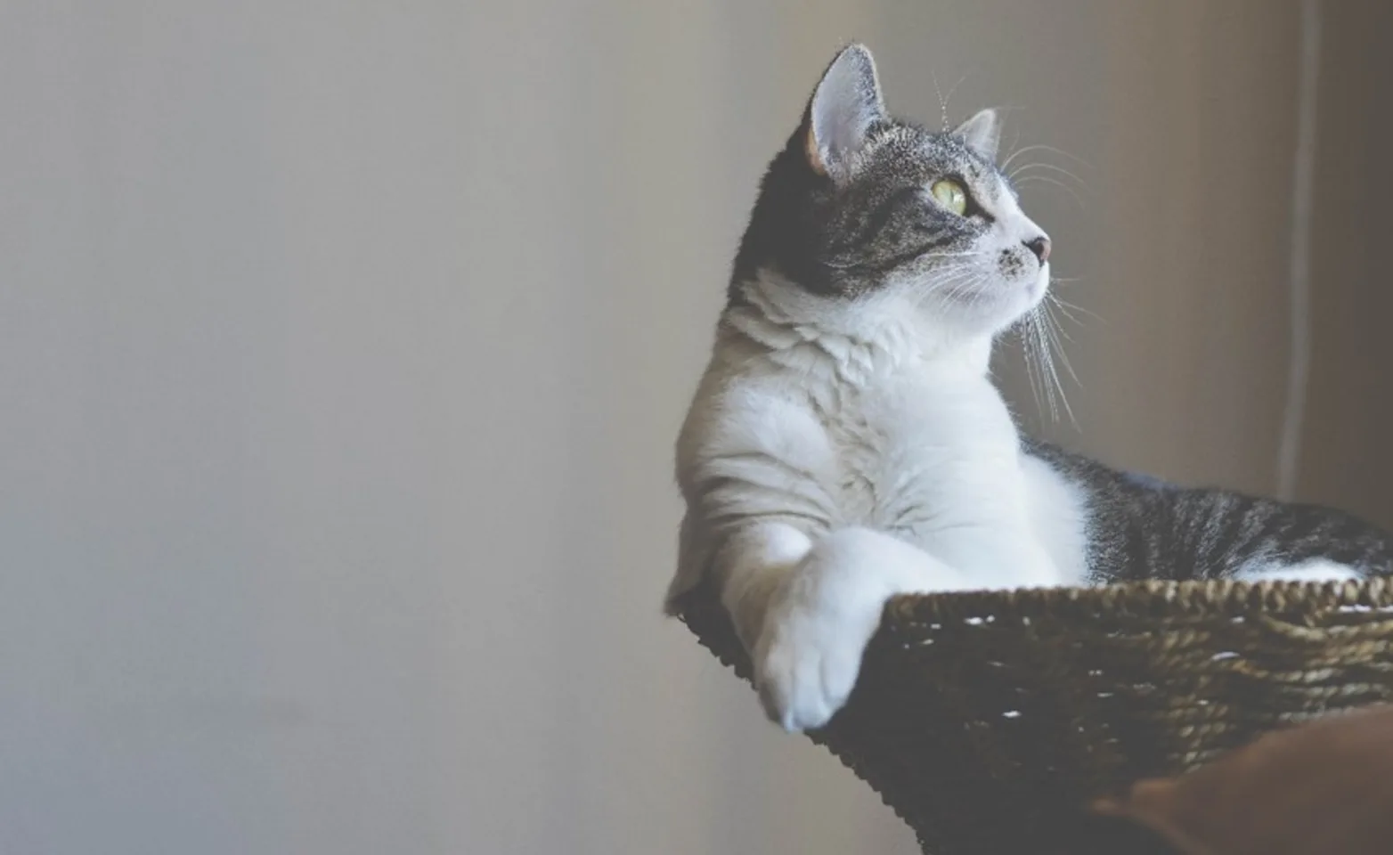 Cat sitting in basket gazing