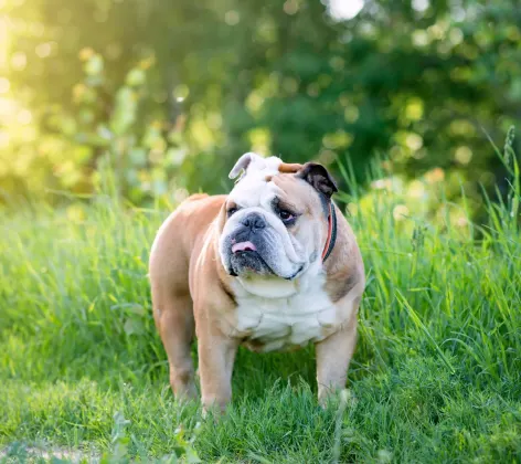 Bulldog in Grass