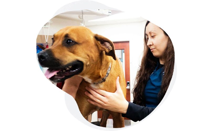 Veterinarian in Lincoln, NE Nebraska Animal Medical Center