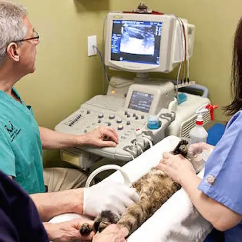 Animal Kind Veterinary Hospital Ultrasound