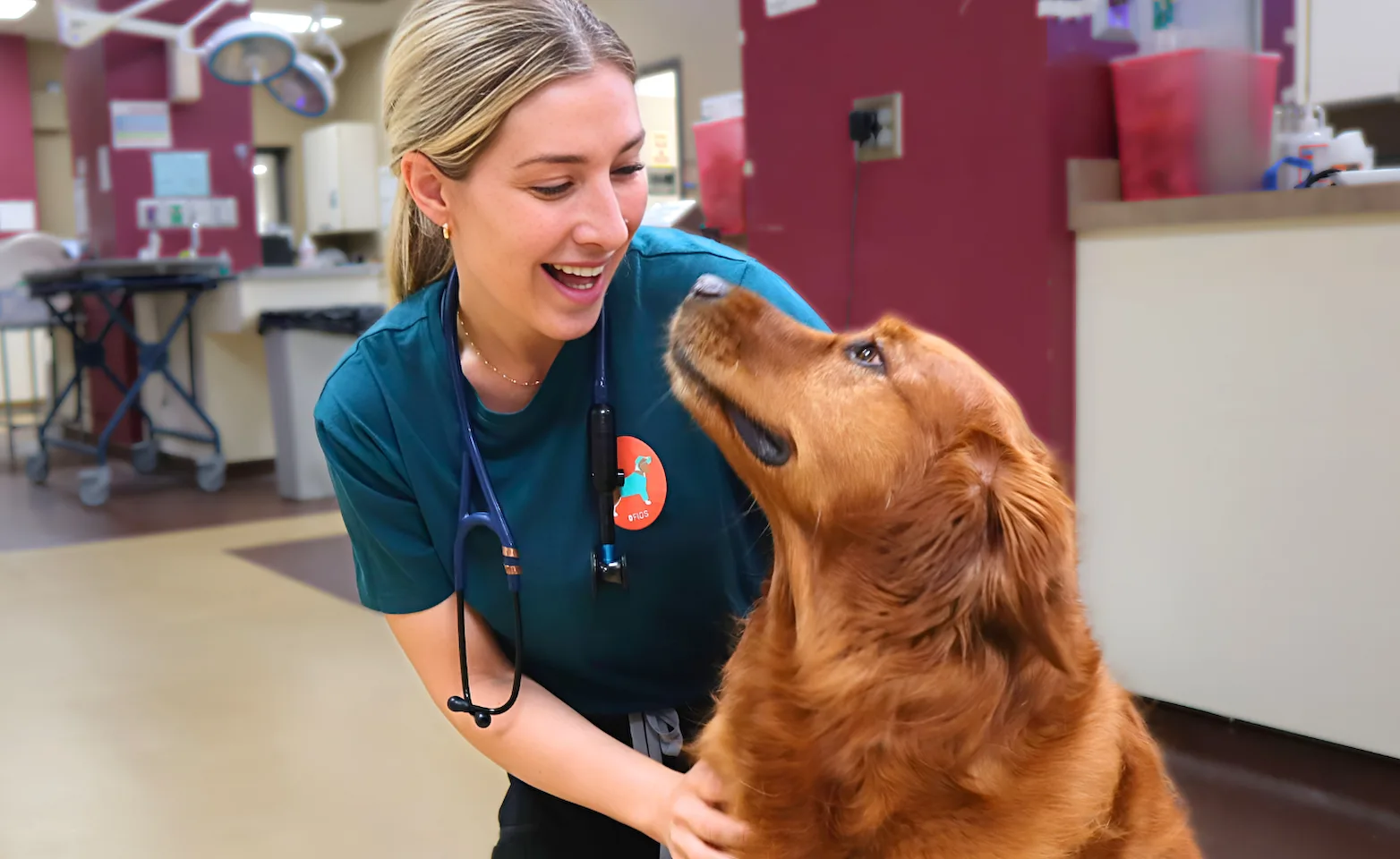 Technician looking at golden retriever Technician looking at golden retriever
