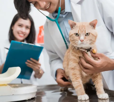 2 Veterinarians Examining an Orange Cat 2 Veterinarians Examining an Orange Cat