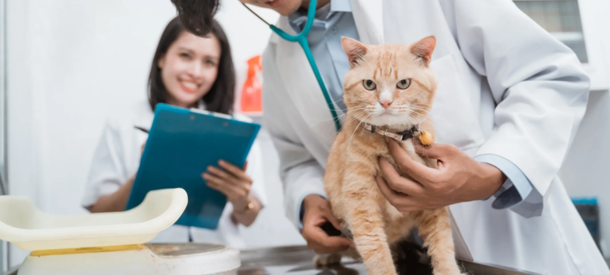 2 Veterinarians Examining an Orange Cat 2 Veterinarians Examining an Orange Cat